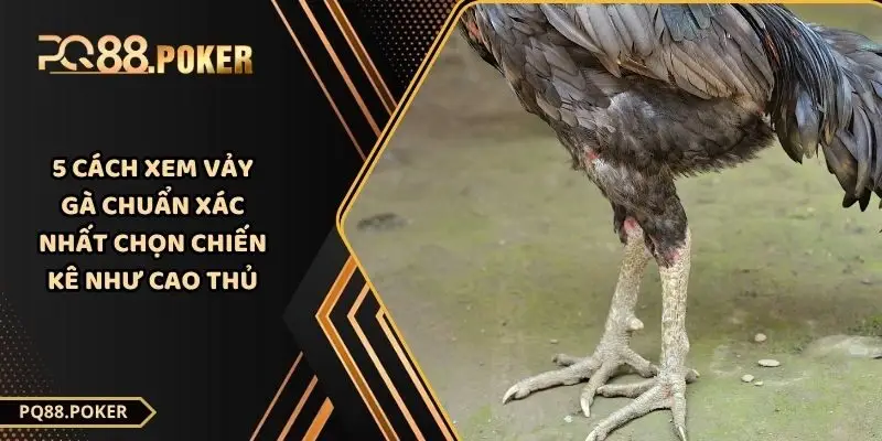 5 Cách Xem Vảy Gà Chuẩn Xác Nhất - Chọn Chiến Kê Như Cao Thủ